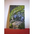 CAMPANULA PUSILLA flowers used vintage postcard...