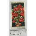 1925 Wills Flower Culture in Pots No. 6 Indian ...