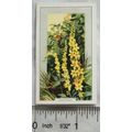 1939 Gallaher's Wild flowers No. 32 Agrimony