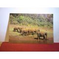 ELEPHANTS, WILD LIFE SANCTUARY, PERIYAR, KERALA...