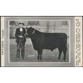 Black Billy, Grand Champion Steer, Royal Winter...