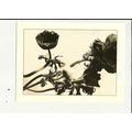 ANEMONES (Karena Perronet-Miller) Athena Postca...