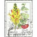 NAMIBIA, FLOWER, Adenolobus pechuelii, white 19...