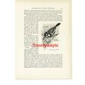 Russet Throated Puff Bird, Animal Book Illustra...