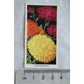 1936 Carreras Flowers No. 20 Chrysanthemums