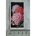 1936 Carreras Flowers No. 21 Phlox