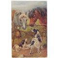 Nora Drummond signed Horses & Dogs, Tuck Oilett...