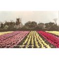 Vintage Valentines PC - Tulip Fields & Pinchbec...