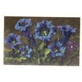 KOCH'S GENTIAN flowers Swiss used vintage postc...