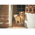 Dogs Advertising Postcard unused VGC