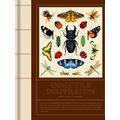 Insectile Inspiration: Insects in Art and Illustration