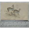 c1840s hand-coloured engraving - Salt's Antelope