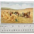 vintage postcard - A Golden Harvest