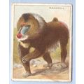 Tobacco Card ~ Company: American Tobacco Compan...