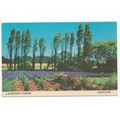 Lavender Corner Heacham Norfolk Postcard NH2235