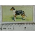 1937 Wills Dogs No. 10 Smooth Collie