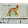 1937 Wills Dogs No. 16 Great Dane
