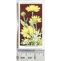 1936 Wills, Wild Flowers No. 9 Corn Marigold