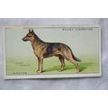 1937 Wills Dogs No. 1 Alsatian, German'sheperd Dog