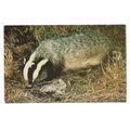 BADGER...used vintage postcard by Salmon =