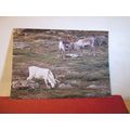 REINDEER IN THE MOUNTAINS, SWEDEN used postcard...