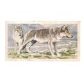 WOLF no 24 ASIAN WILD LIFE Brooke Bond Tea Cards =