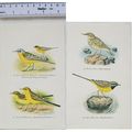 Coloured illustration: Blue-headed, Yellow & Gr...