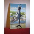 A MAKO SHARK, LOOE, CORNWALL unused vintage pos...