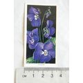 1936 Carreras Flowers No. 26 Violets