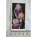 1936 Carreras Flowers No. 28 Iris