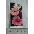 1936 Carreras Flowers No. 29 Petunias