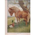 JIMMY'S PONY & DUCKS.. illustration by A.E.Kenn...