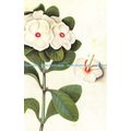 D028675 Vinca rosea. White Madagascar Periwinkl...