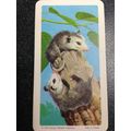 Red Rose Tea Card - Blue Ribbon Animals & Young...