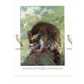 Racoon, Book Illustration (Print), c1925