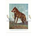 Wolf from Central Europe, Book Illustration (Pr...