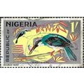 NIGERIA, BIRD, Blue-breasted Kingfisher. Halcyo...