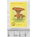 vintage Yugoslavia Matchbox Label - Toadstool, ...