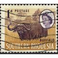 SOUTHERN RHODESIA, MAMMALS, African Buffalo, ye...