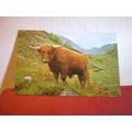 WEST HIGHLAND OR KYLOE CATTLE , SCOTLAND unused...