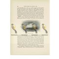 Scotoplanes Globosa, Animal Book Illustration (...
