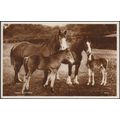 Family Pride - Horses, c.1920s - Valentine's RP...