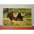 PANDAS, BRISTOL ZOO, BRISTOL unused postcard by...