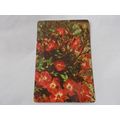 WEBBS GARDENING CARDS (ROSES) NO 3 (24/12)