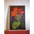 GERANIUMS flowers unused Swiss postcard =