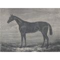 PRETENDER 1890 Racehorse Derby Newmarket - John...