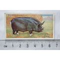1916 Players British Livestock 17 The Berkshire...