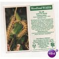 Brooke Bond Tea card Woodland Wildlife series n...