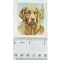 1939 Godfrey Phillips Our Dogs No. 26 The Golde...
