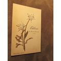 Early French Postcard - Dried Flowers - Edelweiss